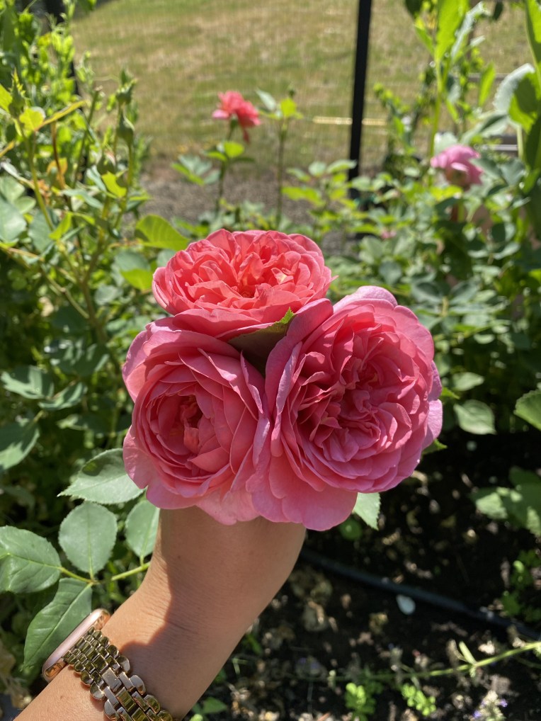 DIY Raised-Bed Garden